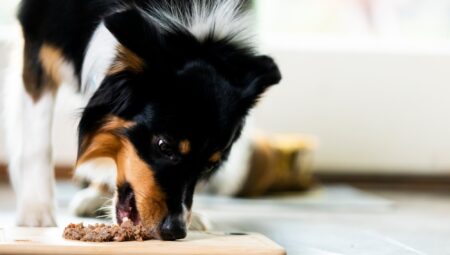 Evcil Dostlarınız İçin Sevgi ve Uzmanlıkla Sunulan Veterinerlik Hizmeti