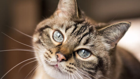 Sarıyer’de 7/24 Acil Veteriner Hizmeti: Pati Palace Farkı